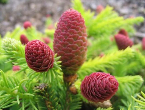 Świerk pospolity (Picea abies) Acrocona Push